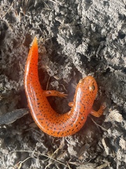 Pseudotriton ruber ruber