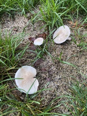 Fungi