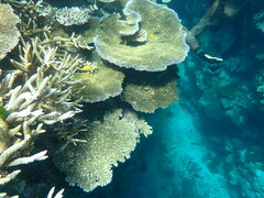 Pomacentrus moluccensis