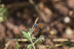 Brephidium exilis exilis