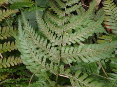 Dryopteris