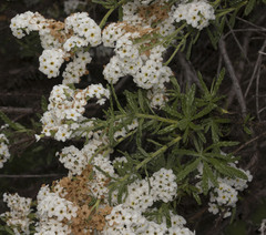 Heliotropium taltalense