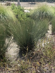 Juncus acutus