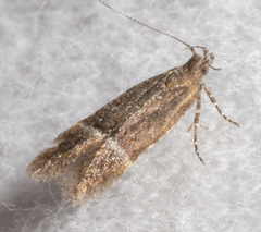 Eudactylota iobapta