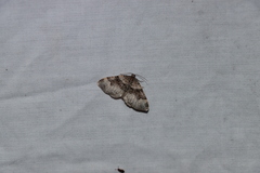 Xanthorhoe lacustrata