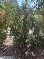 Baccharis salicifolia