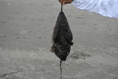 Sphoeroides annulatus