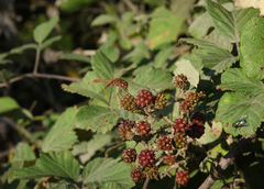 Rubus creticus