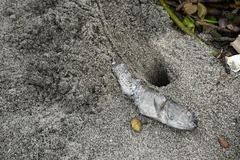 Dormitator latifrons