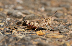 Spharagemon cristatum