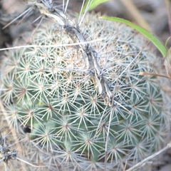 Mammillaria grusonii