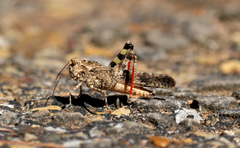 Spharagemon cristatum