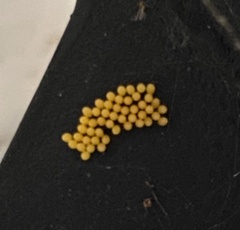 Harmonia axyridis