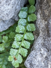 Asplenium viride