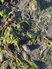 Buccinastrum deforme