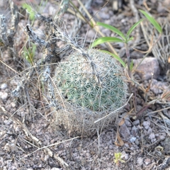 Mammillaria grusonii