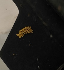 Harmonia axyridis