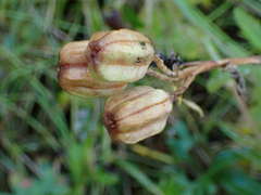 Fritillaria camschatcensis