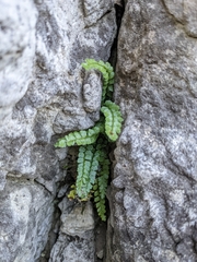 Asplenium viride