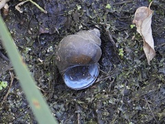 Cipangopaludina chinensis