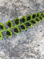 Asplenium viride
