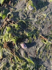 Buccinastrum deforme