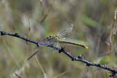 Erpetogomphus crotalinus
