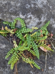Asplenium viride