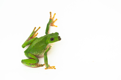 Agalychnis dacnicolor