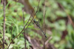 Anotogaster sieboldii