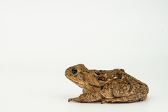 Rhinella horribilis