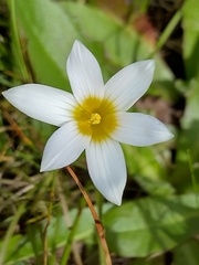 Romulea flava