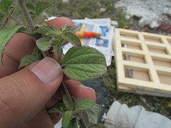 Stevia tomentosa