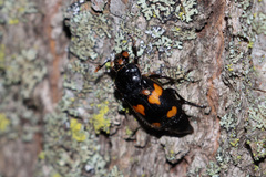 Nicrophorus orbicollis