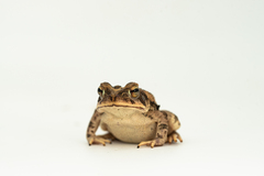 Incilius marmoreus
