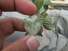 Stevia tomentosa