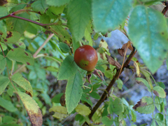 Rosa nutkana