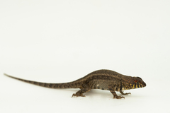 Sceloporus pyrocephalus