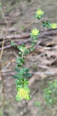 Pimelea flava