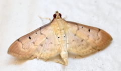 Herpetogramma bipunctalis
