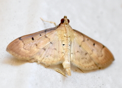 Herpetogramma bipunctalis