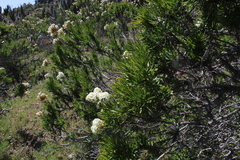 Heliotropium stenophyllum