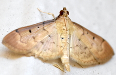 Herpetogramma bipunctalis