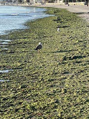 Laridae