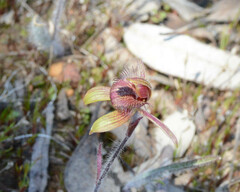 Caladenia discoidea