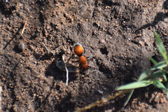 Pseudomethoca propinqua