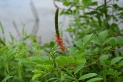 Indigofera hirsuta