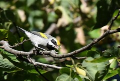 Vermivora chrysoptera