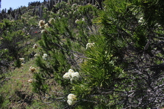 Heliotropium stenophyllum