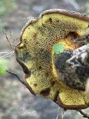 Cyanoboletus